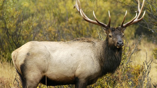 MI_ThunderBay-elk-summer_web-max600x600